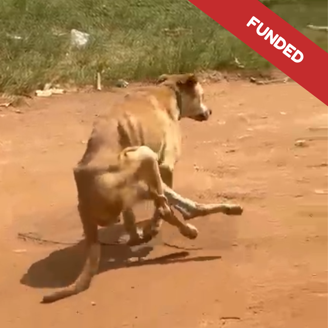 Orange Professional Course Instagram Post (1)